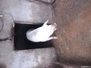 porc de vanzare  - imagine 3