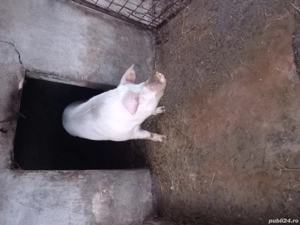 porc de vanzare  - imagine 2