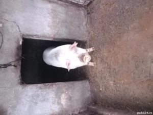 porc de vanzare 