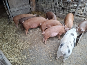 Vand soldani   - imagine 2