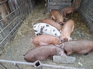 Vand soldani   - imagine 3