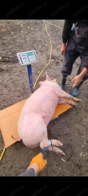 Porci de tara pentru Craciun