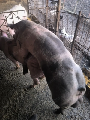 Scrofița montată 120 kg