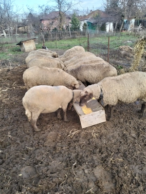 Vind 15 oi bune de ținut de prăsilă.