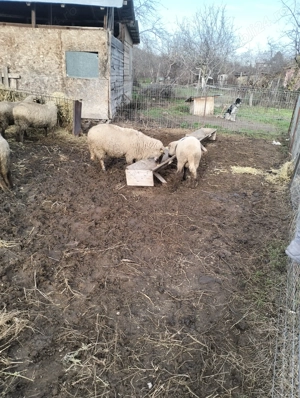 Vind 15 oi bune de ținut de prăsilă. - imagine 3