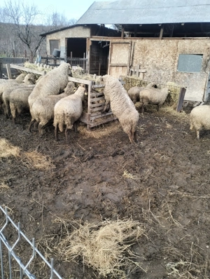 Vind 15 oi bune de ținut de prăsilă. - imagine 2