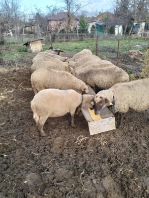 Vind 15 oi bune de ținut de prăsilă. - imagine 5