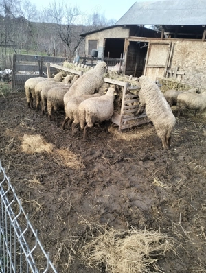 Vind 15 oi bune de ținut de prăsilă. - imagine 4
