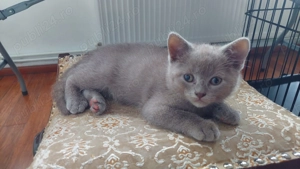 Pui British Shorthair Bacău 3 luni.