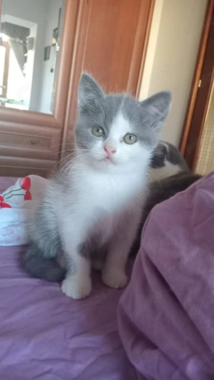 Pui British Shorthair Bacău 3 luni. - imagine 2