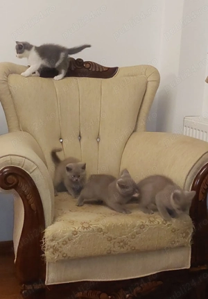Pui British Shorthair Bacău 3 luni. - imagine 3