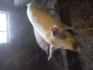 2 porci de vânzare 