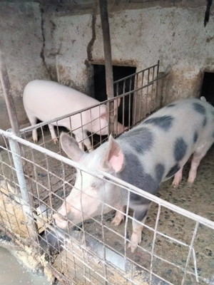 Porci de vânzare  - imagine 2