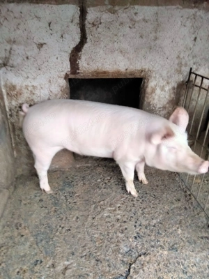 Porci de vânzare  - imagine 3