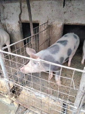 Porci de vânzare  - imagine 4