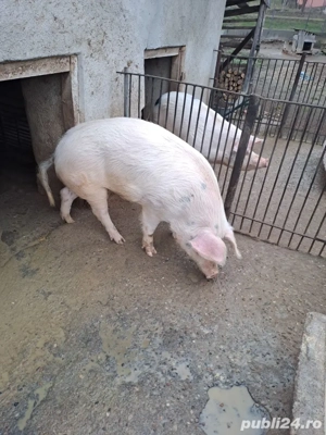 De vinzare porc - imagine 2