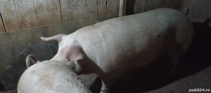 vand porc cu greutatea de 300 kg ++