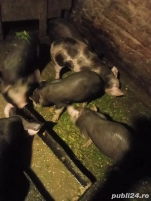 vand purcei petrean belgian - imagine 3