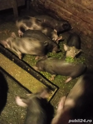 vand purcei petrean belgian - imagine 2