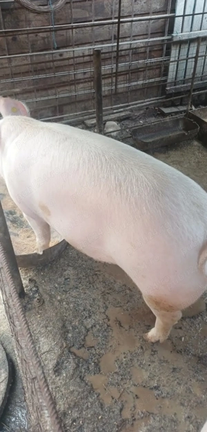 Porci de crăciun 15 lei - imagine 2