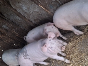 Vând porciiii - imagine 3