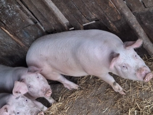 Vând porciiii - imagine 2