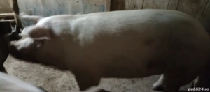 vand porc cu greutatea de 300 kg ++ - imagine 3
