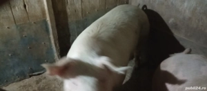 vand porc cu greutatea de 300 kg ++ - imagine 5
