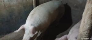 vand porc cu greutatea de 300 kg ++ - imagine 4