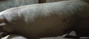 vand porc cu greutatea de 300 kg ++ - imagine 2