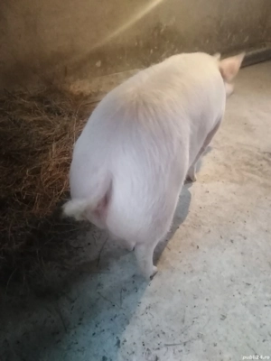 Porc gospodărie proprie 