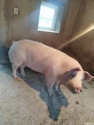 Porc gospodărie proprie  - imagine 2