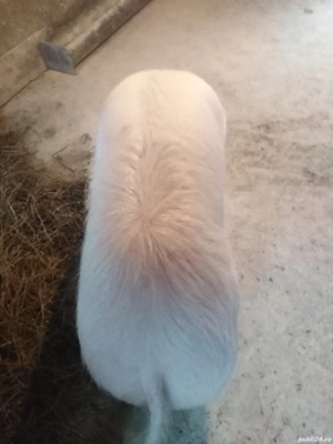 Porc gospodărie proprie  - imagine 4