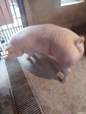 Porc gospodărie proprie  - imagine 5