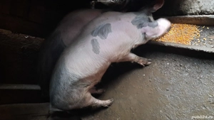 Vand porc  - imagine 2