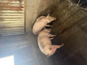 2 porci de vânzare 