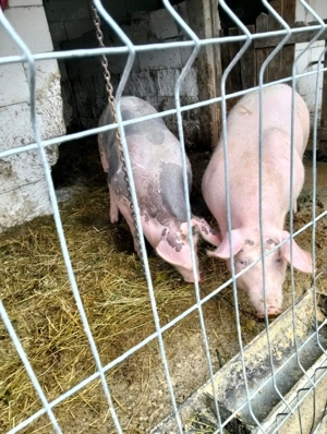 Porci de vânzare  - imagine 2
