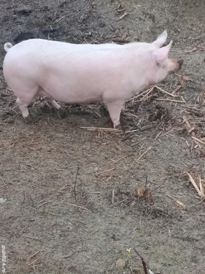 De vînzare  - imagine 2