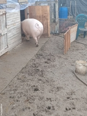 De vînzare  - imagine 3