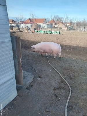 De vînzare  - imagine 5