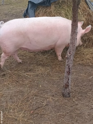 De vînzare  - imagine 4