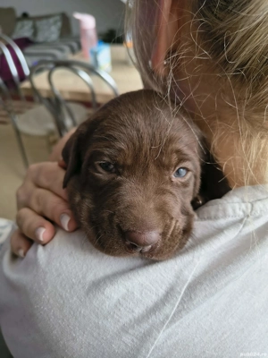 vând laborator ciocolatiu 