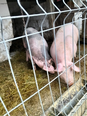 Porci de vânzare 