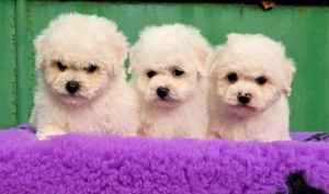 Pui Bichon Frise cu pedigree FCI din parinti campioni in expozitii canine  - imagine 2