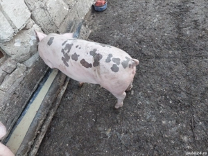 grasuni 50-60 kg - imagine 2