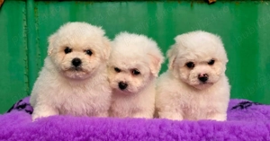 Pui Bichon Frise cu pedigree FCI din parinti campioni in expozitii canine  - imagine 4