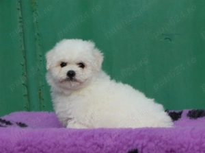 Pui Bichon Frise cu pedigree FCI din parinti campioni in expozitii canine  - imagine 3