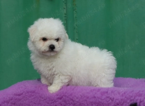 Pui Bichon Frise cu pedigree FCI din parinti campioni in expozitii canine  - imagine 5