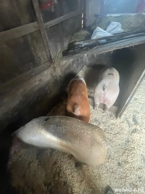 vand porci  - imagine 3