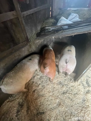 vand porci  - imagine 5